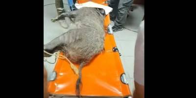 Silahla yaralanmıştı... Doğal Yaşam Parkı’nda sağlığına kavuştu