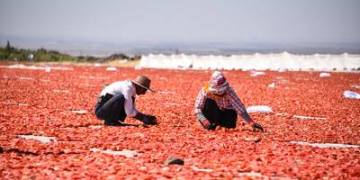 Kuraklık domates üretimini vurdu: Verim yüzde 20 azaldı