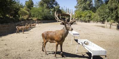 Paşa yeni yuvasında