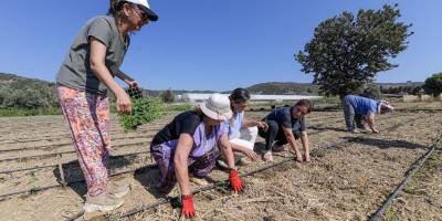 Büyükşehir’in fide desteği sıfır şekerli gazoza dönüştü