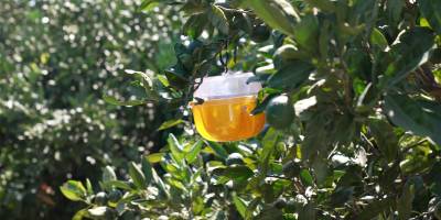 Büyükşehir’den üreticiye Akdeniz meyve sineği ile mücadele desteği