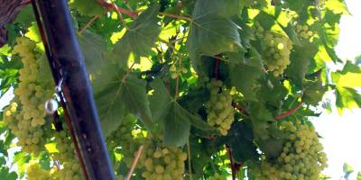 Sulamalarda digital çağ Küçük Menderes’te % 70 su tasarrufu sağladı