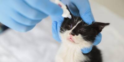 Konak, can dostlarının yanında