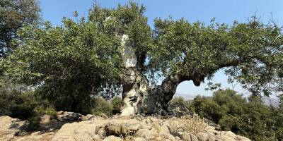 "Çöpten sadece Menemen değil, tüm Batı Anadolu etkilenir!"