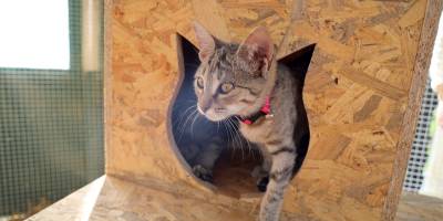 Karşıyaka’da can dostlar için 25 ton mama toplandı