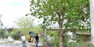 Çiğli’de sonbahar bakımı: Ağaçlar budanıyor, kent güzelleşiyor