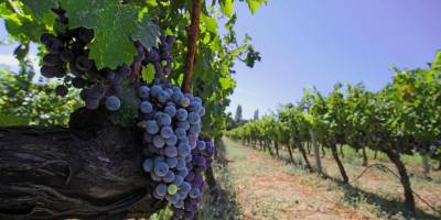 İzmir bağcılık mirasını koruyan Iter Vitis Rotası’na katıldı