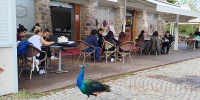 Tasarımcılar, hayvanların refahı için işbaşında!