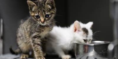 Buca’da 3 bin 54 sokak kedisi kısırlaştırıldı