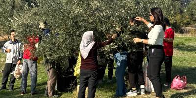 Engelli yurttaşlar ve yakınları zeytin hasadında buluştu