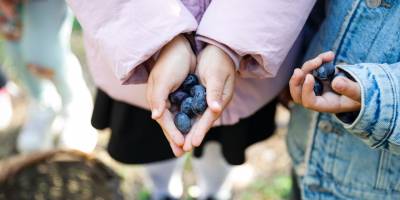 Seferihisar Belediyesi’nden örnek proje; Çocukların topladığı zeytinler sofralara bereket olacak