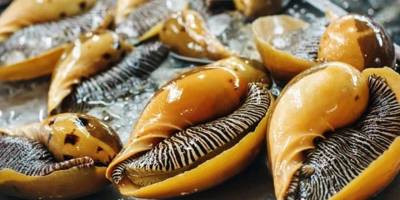 Çinliler İzmir’de deniz salyangozu üretecek!