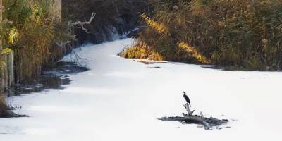 Gediz’in pis suyu tarımda kullanılıyordu... Başkandan savunma geldi: Çaresizlikten!