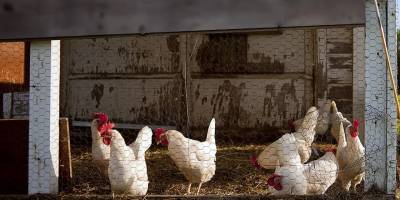 Deniz manzaralı tavuk kümesi icralık!