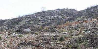 Yanan ormanın sınırlarında… Sabancı’nın RES’i yeniden masada!