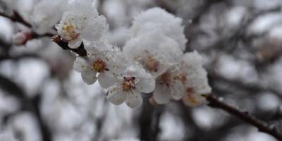 Meteoroloji’den İzmir ve çevresi için zirai don uyarısı