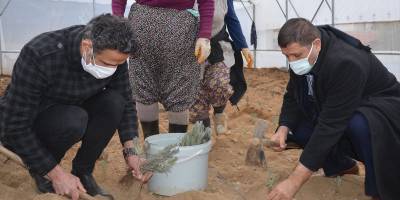 Demirci'de lavanta fidesi üretimi için sera kuruldu
