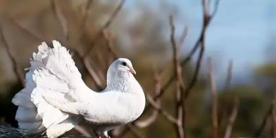 İzmirlinin de sevdası güvercinler… ‘Fabrikatöründen it uğursuzuna kadar birçok kişi besliyor’