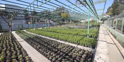 Karşıyaka Belediyesi üretiyor, parklar çiçek açıyor