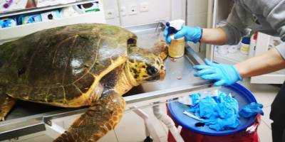 İzmir'de yaralı bulunan caretta caretta tedaviye alındı