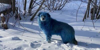 Rusya'da köpeklerin rengi maviye döndü