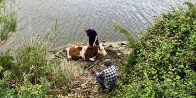 Nehre düşen ineği itfaiye kurtardı