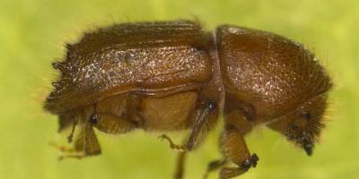 Artvin’de ladin ormanları sekiz dişli kabuk böcek istilasıyla karşı karşıya