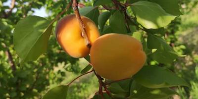 Mersin’de sofralık kayısı hasadı başladı