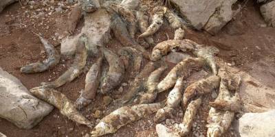 Suya kaçak ağ bıraktılar, çok sayıda balık telef oldu