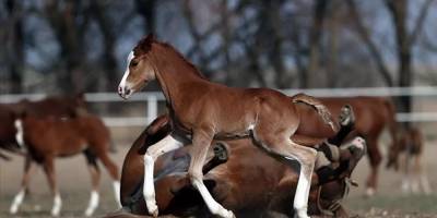 Şampiyon adayı taylar dünyaya gözlerini açmaya başladı: 366 tayın doğması bekleniyor