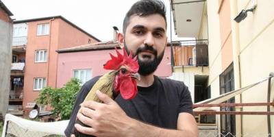 'Bayılan horoz' İngiltere'den davet aldı