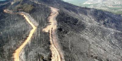 İzmir ve Manisa’da küle dönen ormanlık alanlar artık yemyeşil