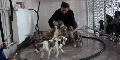 Artvin’de sokak köpeği tek seferde 14 yavru doğurdu