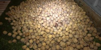 Cevizler arasında yarım kilogram bonzai ele geçirildi