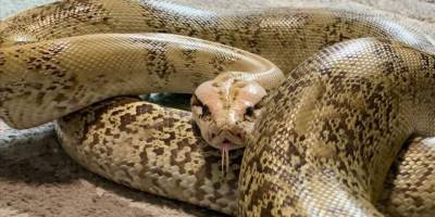 Japonya’da apartman dairesinden kaçan piton polisi alarma geçirdi