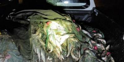 Avlanma yasağında 2 bin 500 inci kefali ele geçirildi