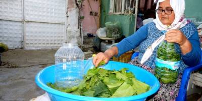 Sarıgöl'de salamuralık taze bağ yaprağı alımı başladı