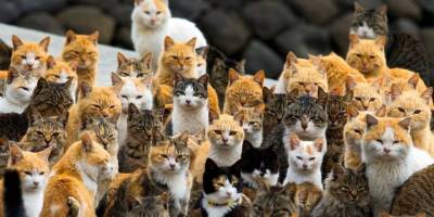 Chicago'da fare istilasına karşı 1000'den fazla kedi görevlendirildi