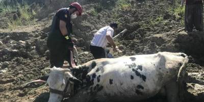 Bataklığa saplanan inek vinç ile kurtarıldı