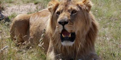 200 kiloluk aslanların uçak yolculuğu sosyal medyada viral oldu