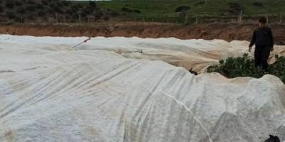 Soğuk hava bakla ve bezelye üreticisini tedirgin etti