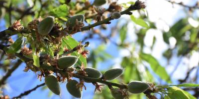 Datça'da mevsimin ilk badem çağlası hasadı başladı