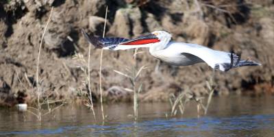 Bafa Gölü'nün daimi misafirleri tepeli pelikanlar