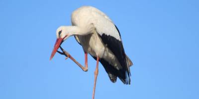 Aydın'da leylekler görüntülendi