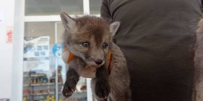 Öksüz kalan yavru tilkilere Milli Parklar annelik yapacak