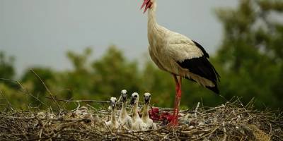 'Yaren leylek' yavrularıyla görüntülendi