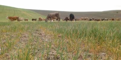 Kuraklık ürünleri yaktı, tarlalar otlak oldu