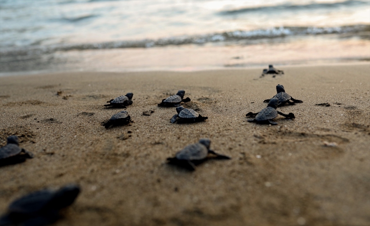 aa-20220904-28807103-28807096-mugla-sahillerinden-40-bin-yavru-caretta-caretta-denizle-bulusacak-001.jpg