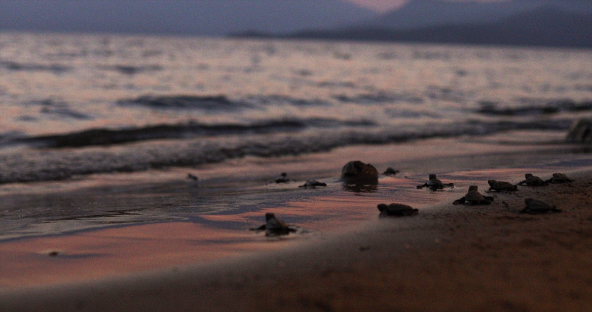 aa-20220904-28807103-28807098-mugla-sahillerinden-40-bin-yavru-caretta-caretta-denizle-bulusacak.jpg