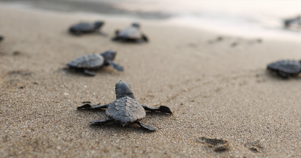 aa-20220904-28807103-28807099-mugla-sahillerinden-40-bin-yavru-caretta-caretta-denizle-bulusacak.jpg